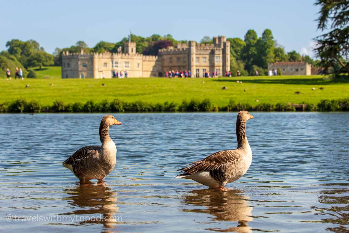 There's plenty of wildlife to see in the grounds of Leeds Castle