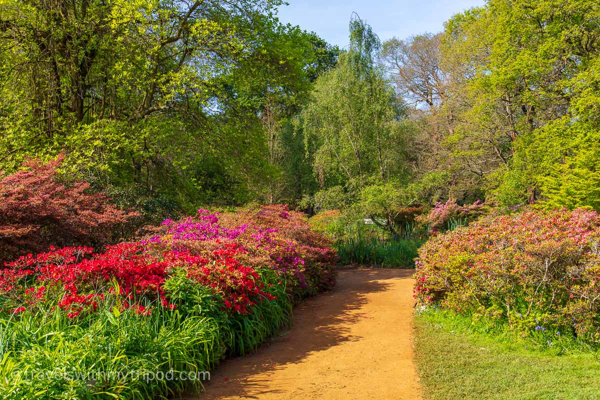 Isabella Plantation in Richmond Park on a spring day