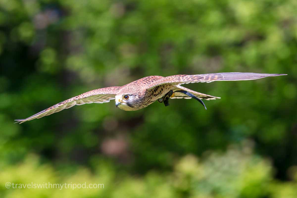 A kestral flying during the falconry display at Leeds Castle