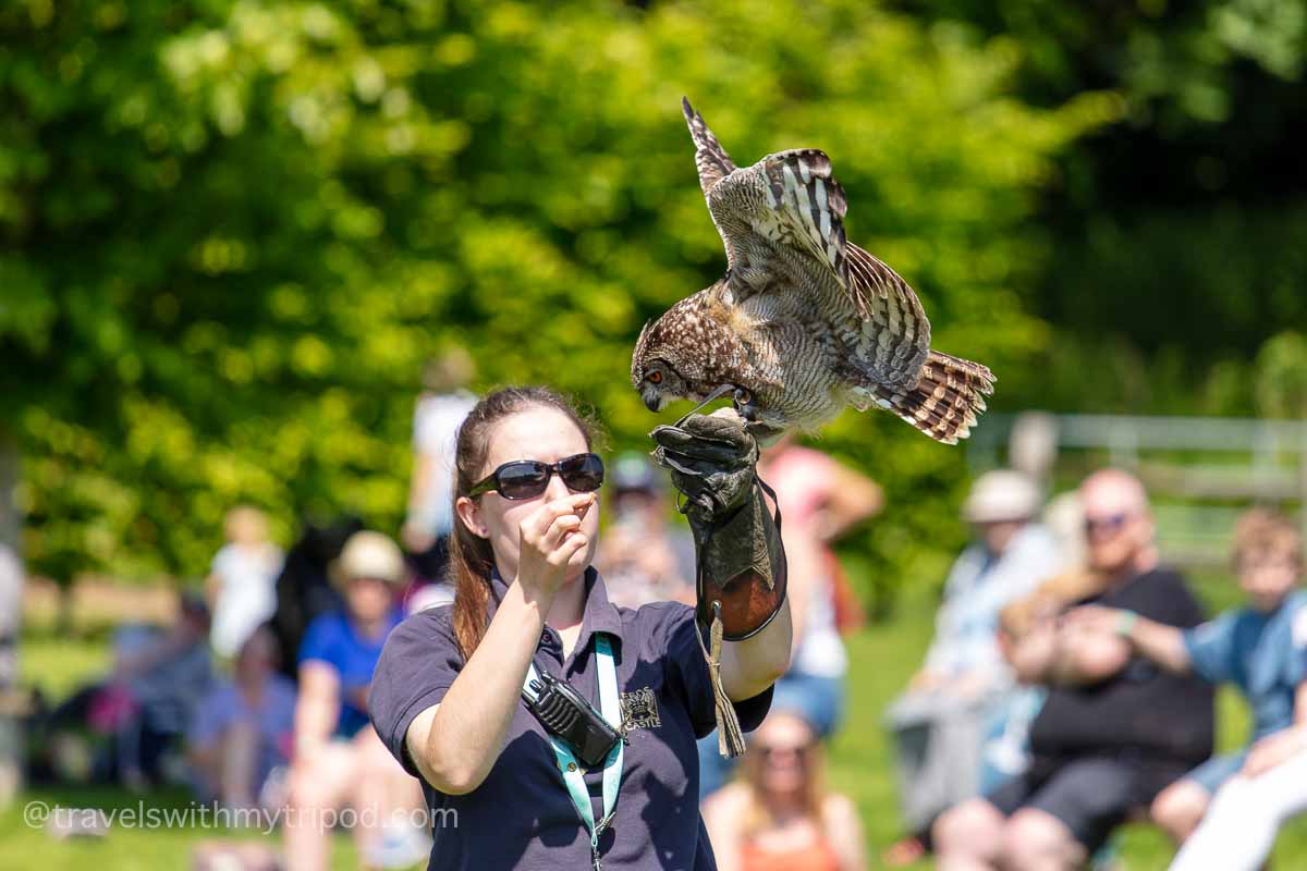 An owl during the falconry display at Leeds Castle