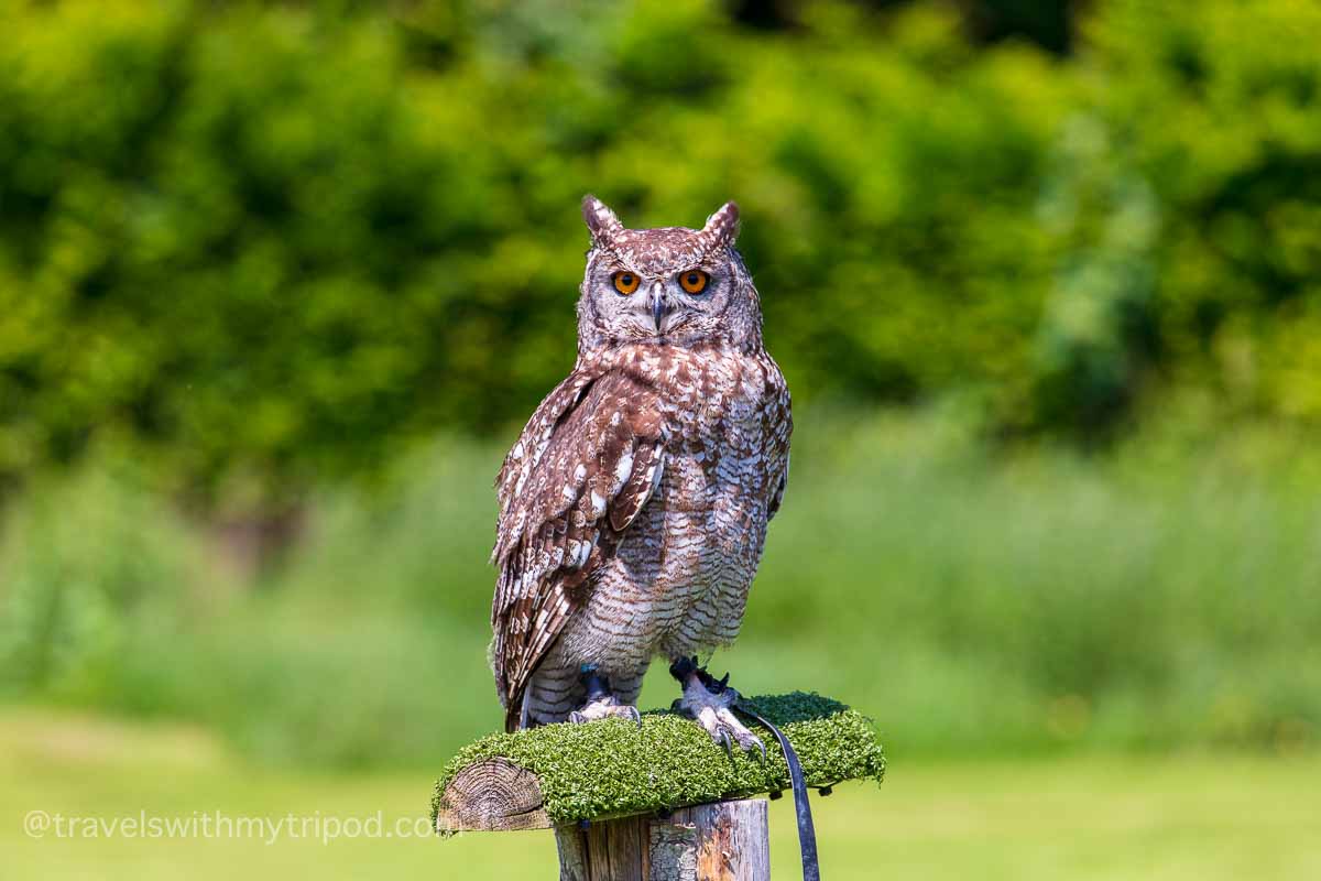 Owlfie the Spotted Eagle Owl at Leeds Castle