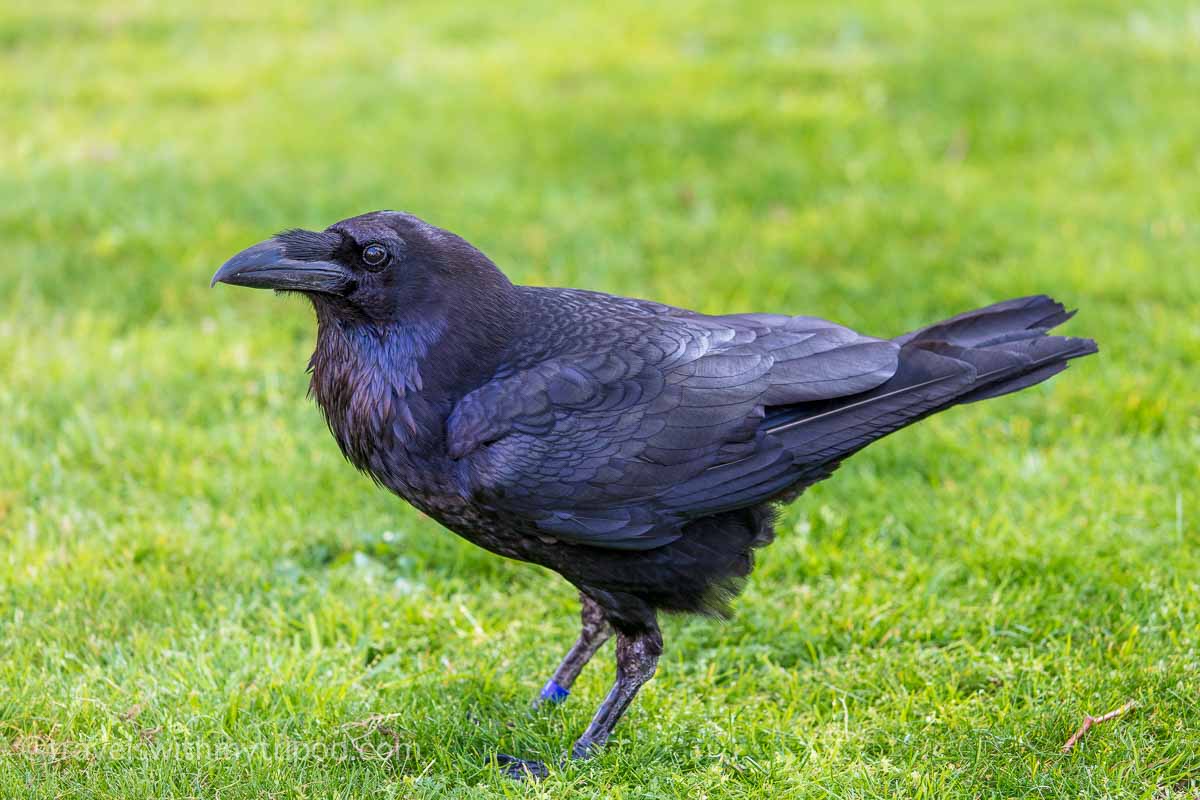 One of the resident ravens