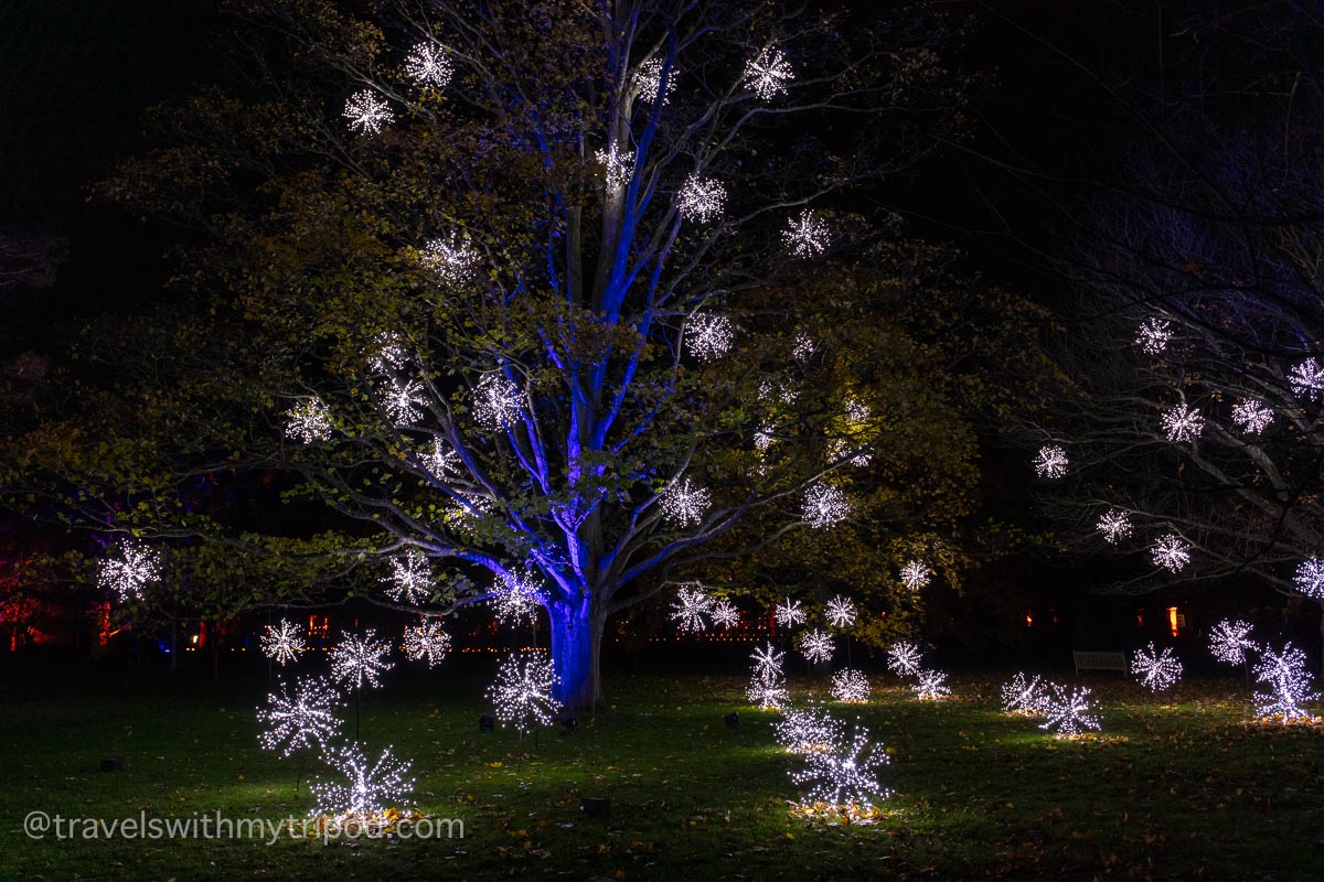 Tree and lights at Christmas at Kew