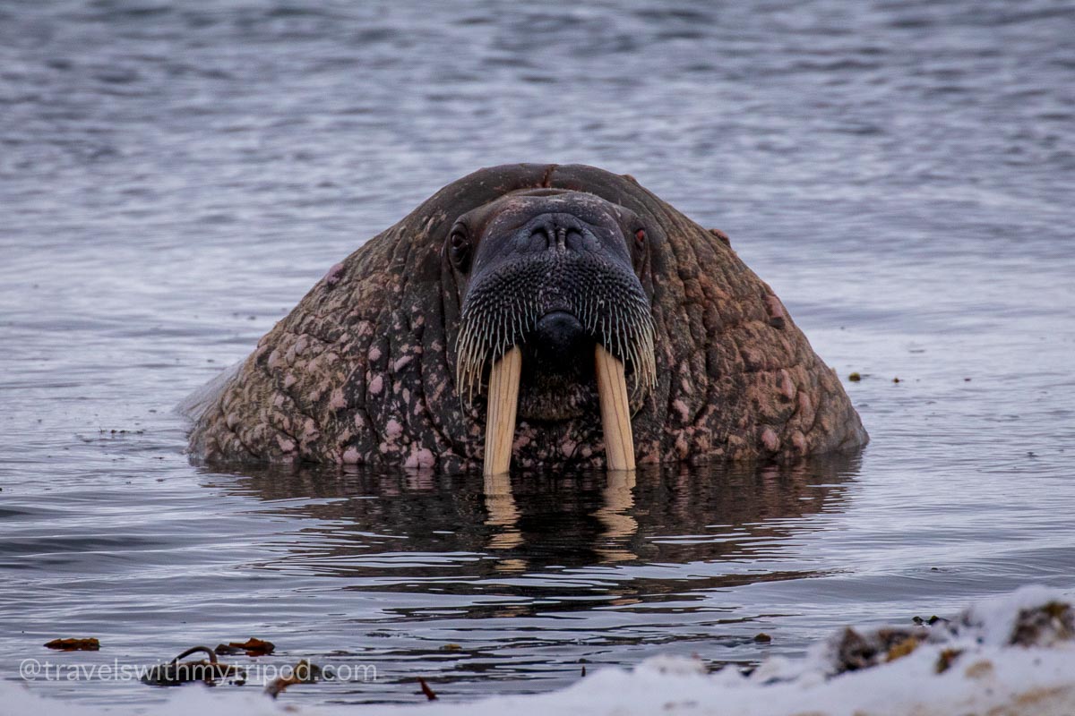 Walrus emerges from the sea